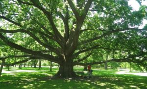 Arboretum